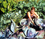 Ashirah in the garden, harvesting cabbage